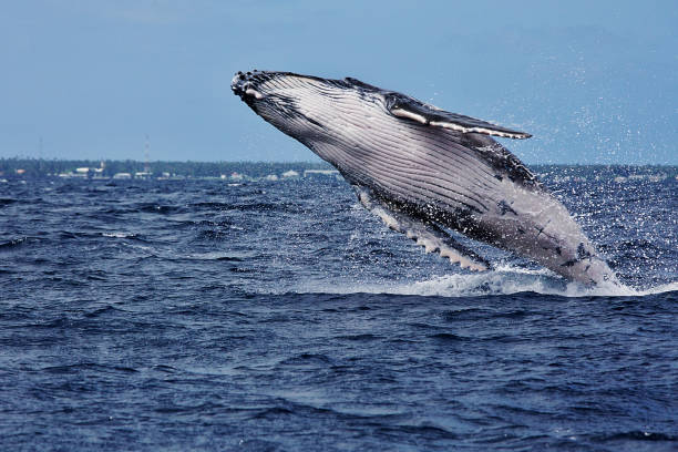 Humpback whale breaching stock photo