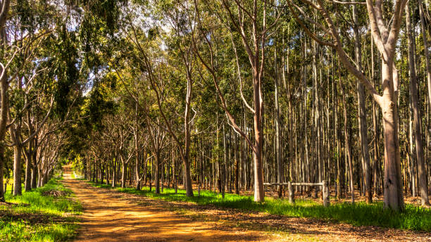 istock Driving on a dirt road lined with trees 951712806