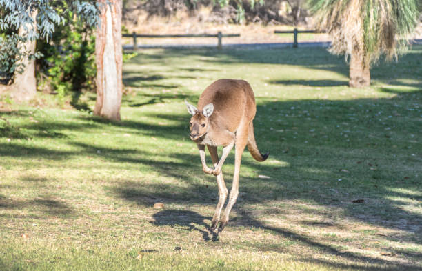 Yanchep National Park Perth Western Australia