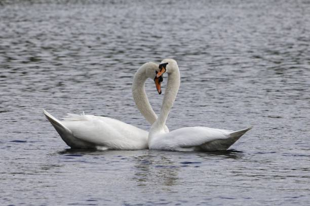 istock Pair of mute swans (Cygnus olor) 951723162