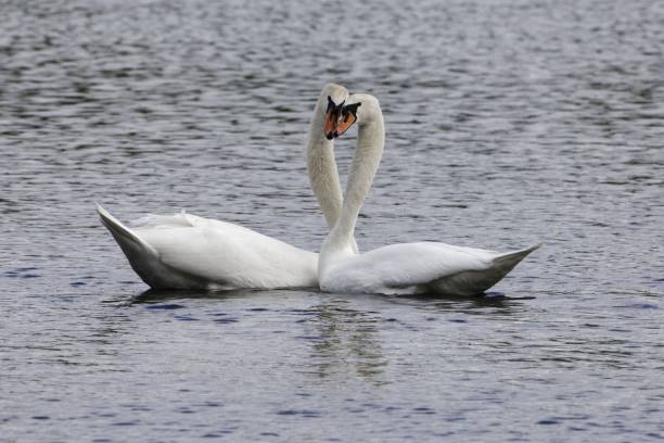 istock Pair of mute swans (Cygnus olor) 951723188