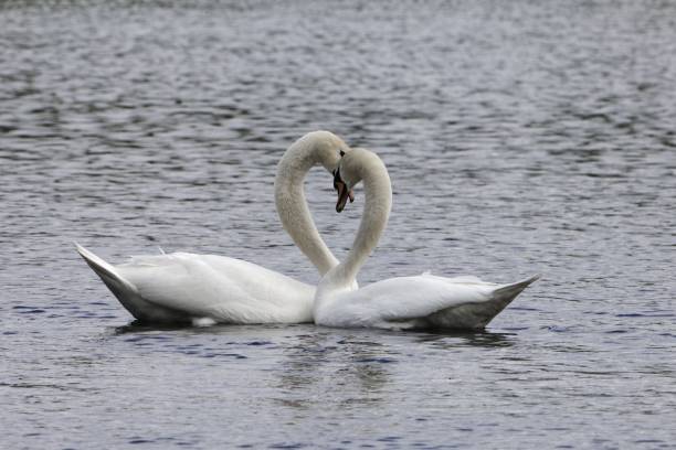 istock Pair of mute swans (Cygnus olor) 951723190