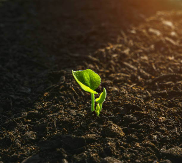 istock Young Plant Growing In Sunlight 951726062