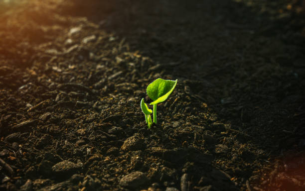 istock Young Plant Growing In Sunlight 951726094