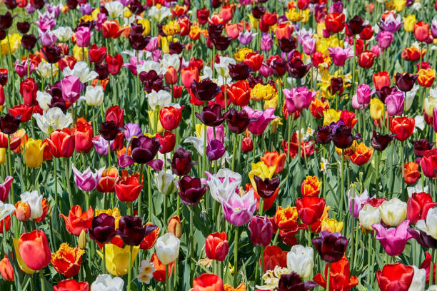 istock Colorful tulips background. Top view. 951727334
