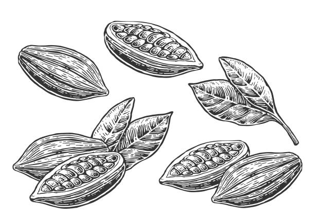 ilustraciones, imágenes clip art, dibujos animados e iconos de stock de hojas y frutos de cacao. - polvo de cacao