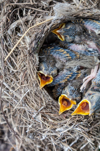 istock Song thrush chicks sitting in nest 951730474