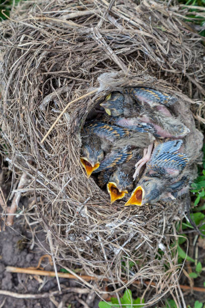 istock Song thrush chicks sitting in nest 951730816