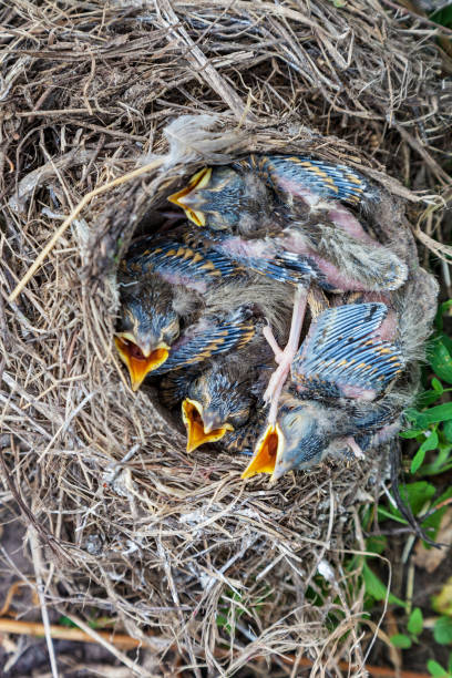 istock Song thrush chicks sitting in nest 951730914