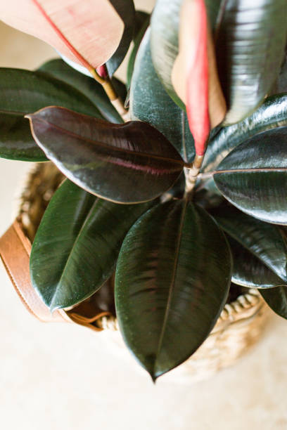 istock Burgundy Ficus Rubber Plant 951731018