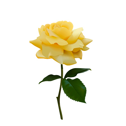 Realistic vector yellow rose or tea rose or China rose petals, leaves open flower, twig . As wedding element, floral design, for cosmetics, beauty care, greeting cards, logo, perfumery, aromatherapy