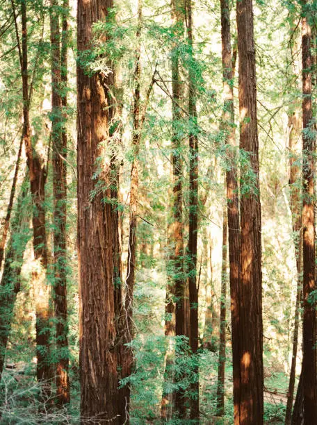 A photo of the Redwood Trees in all their glory.