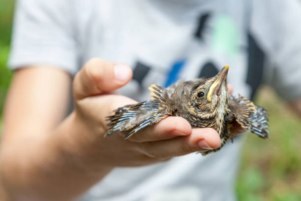 istock Chick singing thrush in hands of child 951731754
