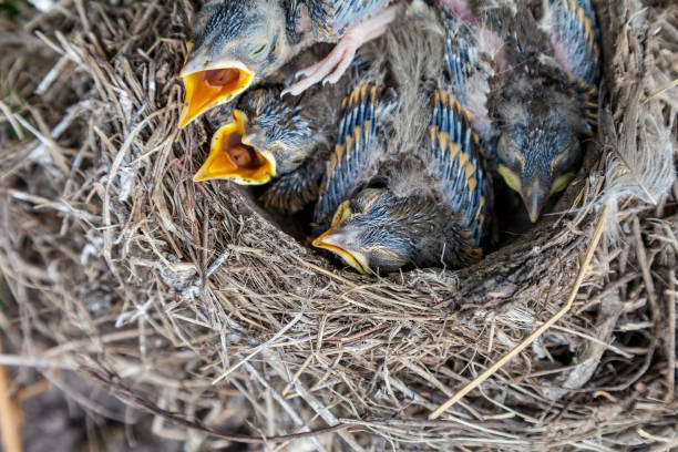 istock Song thrush chicks sitting in nest 951731988