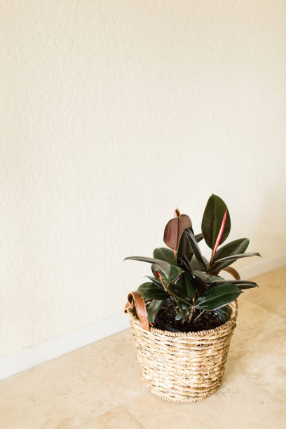 istock Burgundy Ficus Rubber Plant 951732014