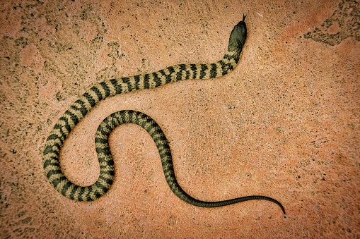 The Banded kukri snake ( Oligodon fasciolatus ) in forest, Black stripes on the body of brown reptile, Poisonous reptile hiding under brown dry leaf on dirt land in Thailand