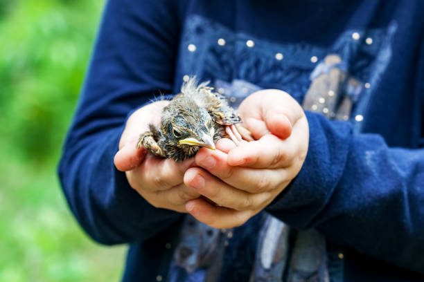 istock Chick singing thrush in hands of child 951732090