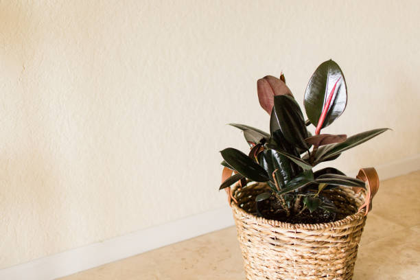 istock Burgundy Ficus Rubber Plant 951732366
