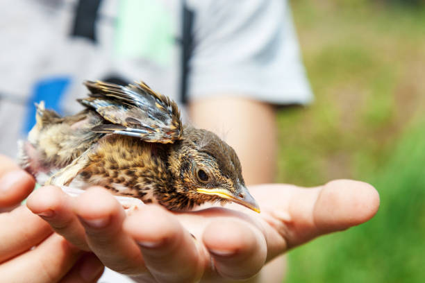 istock Chick singing thrush in hands of child 951732402