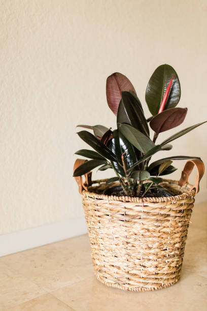 istock Burgundy Ficus Rubber Plant 951732452