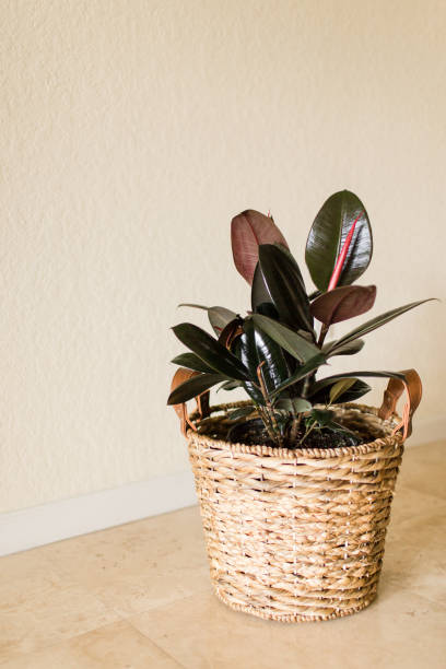 istock Burgundy Ficus Rubber Plant 951732548