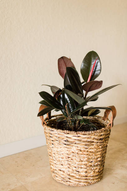 istock Burgundy Ficus Rubber Plant 951732550