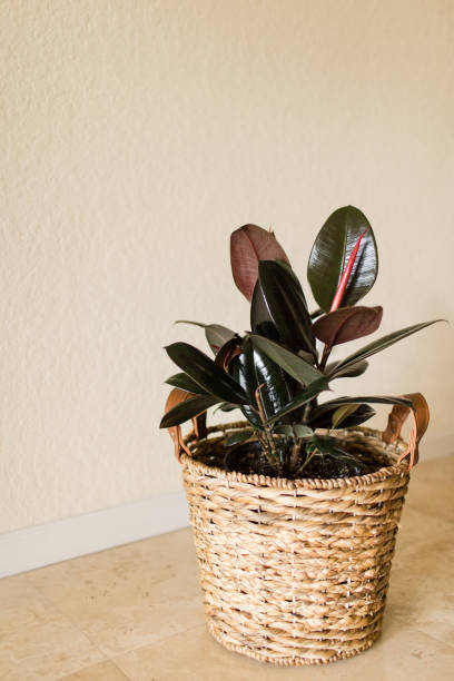 istock Burgundy Ficus Rubber Plant 951732552