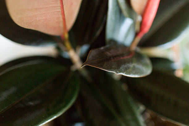 istock Burgundy Ficus Rubber Plant 951732780