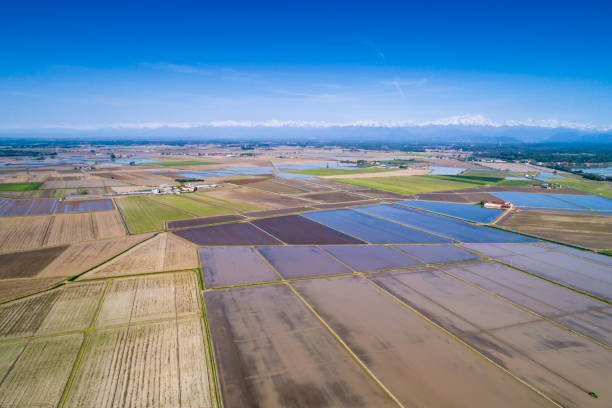 campos de arroz - padan plain - fotografias e filmes do acervo