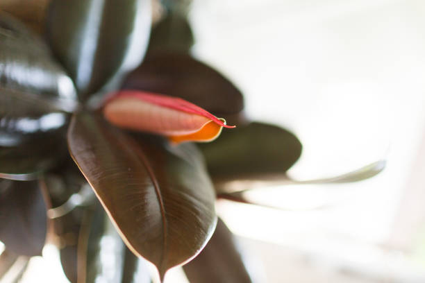 Glossy Burgundy Ficus Rubber Plant. Indoor Ficus Elastica Plant in natural light. Houseplant also known as a Rubber Fig plant.