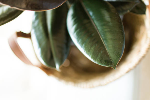 istock Burgundy Ficus Rubber Plant 951735940