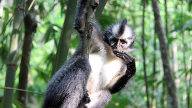 istock Thomas Leaf Monkey, The Only Monkey Species in Indonesian 951736052