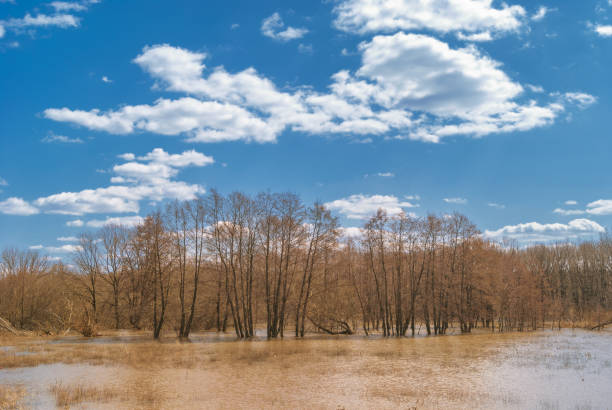 Trees standing in the spring in the water under a cloudy sky. Forest flooded by spring flow of the river. Water landscape under a beautiful sunny sky