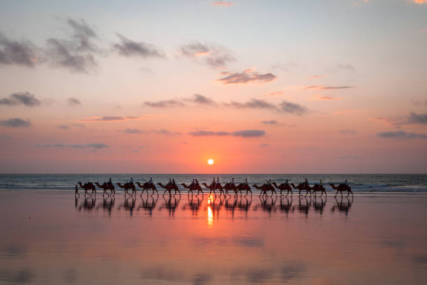 sonnenuntergang camel ride cable beach - karawane stock-fotos und bilder