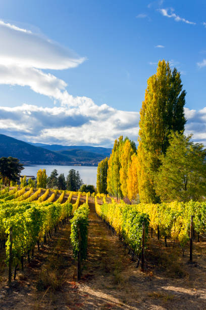 valle del penticton okanagan - okanagan vineyard okanagan valley valley foto e immagini stock