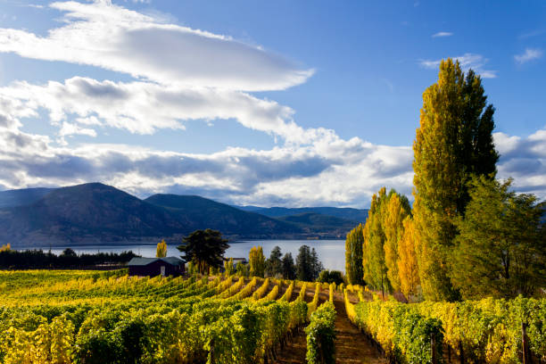 valle del penticton okanagan - okanagan vineyard okanagan valley valley foto e immagini stock