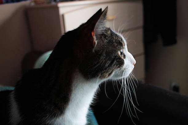 istock Profile of Cat Gazing 951751256