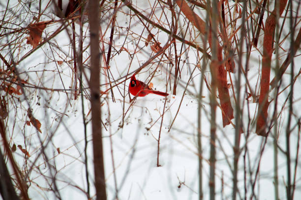 istock Winter Robin in New England Snow 951752224