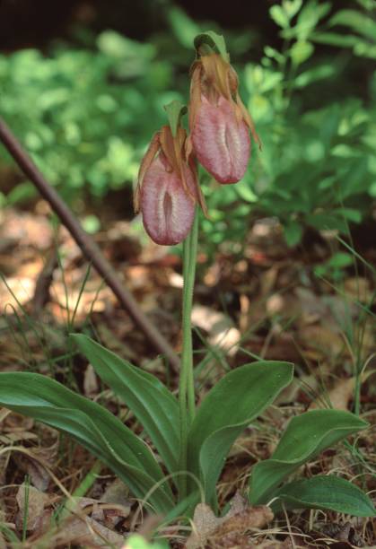 istock Pink Moccasin Wildflower (Cypripedium Acaule) 951756574