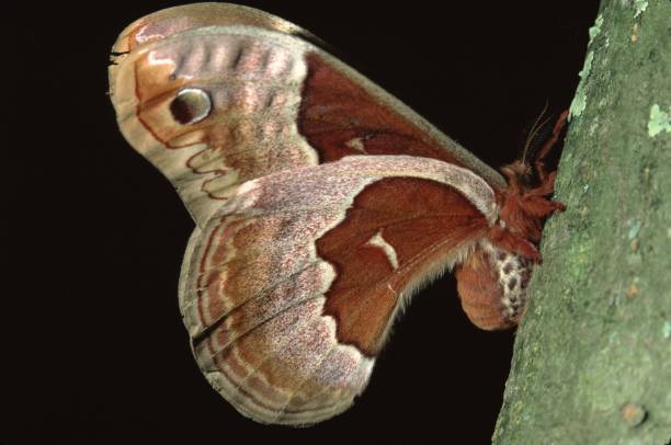 spicebush silkmoth (callosamia promethea) - moth silk moth night lepidoptera 뉴스 사진 이미지