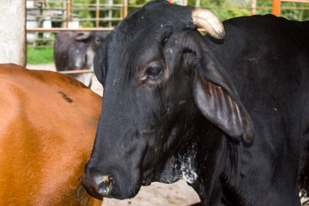 51 Ganado Ranch Stock Photos, Pictures & Royalty-Free Images - iStock 51 Ganado Ranch Stock Photos, Pictures & Royalty-Free Images - iStock