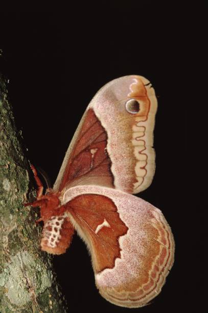 spicebush silkmoth (callosamia promethea) - moth silk moth night lepidoptera stock-fotos und bilder