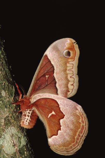 spicebush silkmoth (callosamia promethea) - moth silk moth night lepidoptera 뉴스 사진 이미지