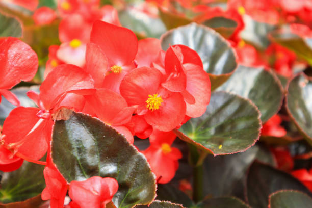 istock red begonia flower in garden 951761202