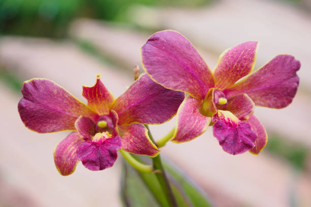 Fresh natural Orchids flower close up at the garden Fresh natural Orchids flower close up at the garden Dendrobium stock pictures, royalty-free photos & images