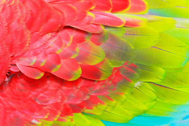 istock natural pattern of red, green, Blue and Yellow Parrot feather wing background 951771578