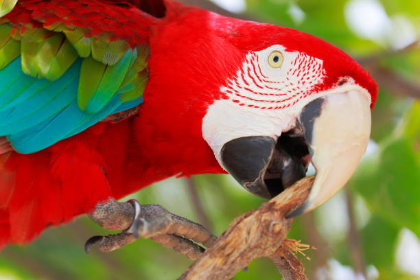 the Scarlet Macaw