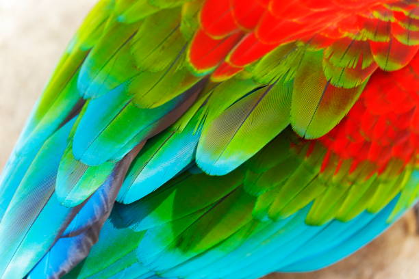 Birdwatch safari: natural pattern of red, green, Blue and Yellow Parrot macaw feather wing background – Pantanal wetlands and amazon rainforest, Brazil