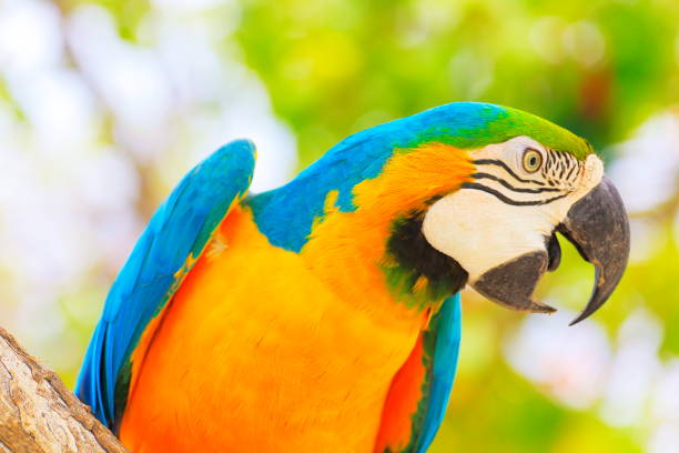Birdwatch safari: curious Blue and Yellow Parrot macaw tropical bird on nature background – Pantanal wetlands and amazon rainforest, Brazil