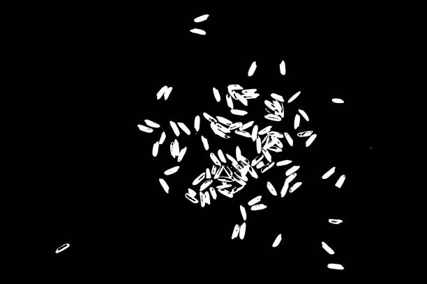 istock Jasmine rice, Brown rice and mixed rice on table top view. Silhouette of flakes, spread on the flat surface or table. Vector. 951775376